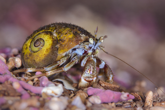 Common hermit crab on maerl